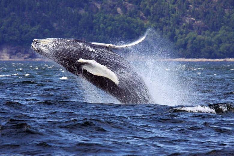 Whale off the coast of  Tadoussac