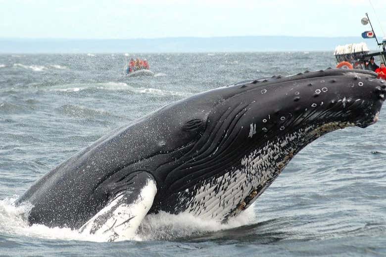 Baleines au large de Tadoussac