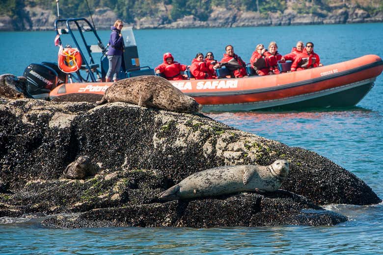 Sailing alongside harbour seals