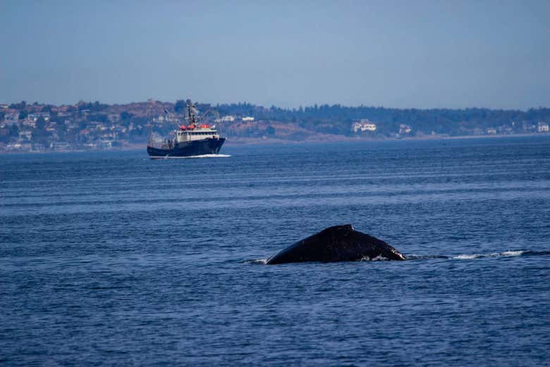 Whale watching in Victoria