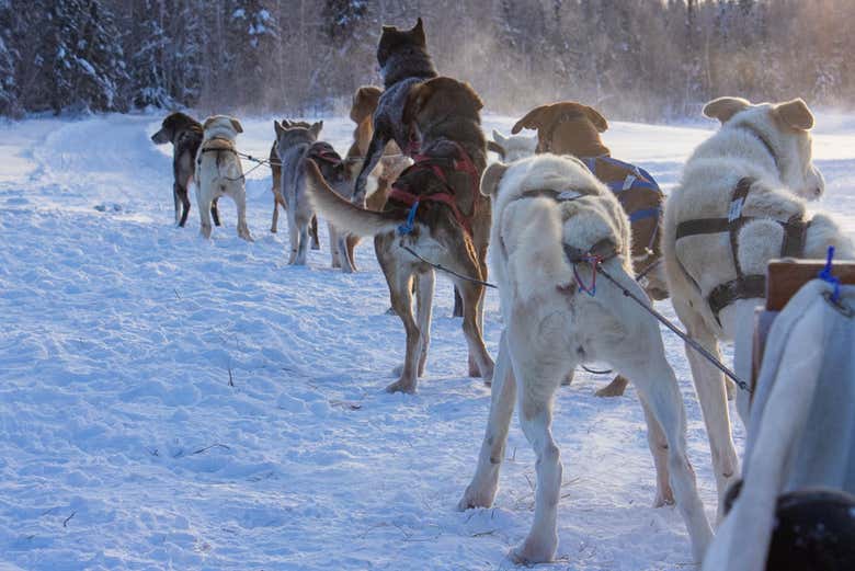 The huskys pulling the sleigh