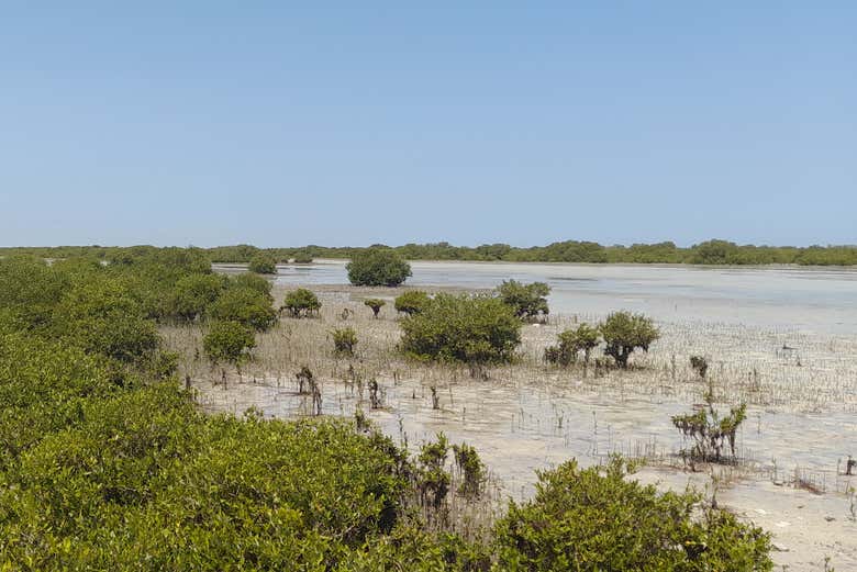 Visit the Al Thakira Reserve