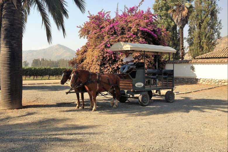 Coche de caballos en Viña Santa Rita