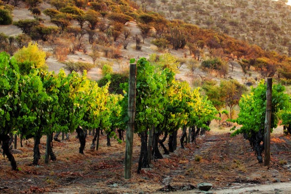 Carmenere Wine Tour of Buin Book Online at Civitatis