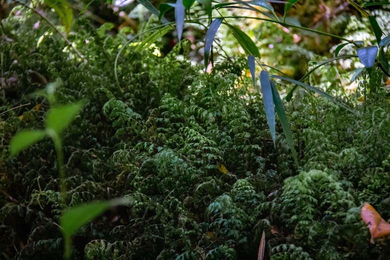 Detalhes das árvores e plantas do Parque Tepuhueico