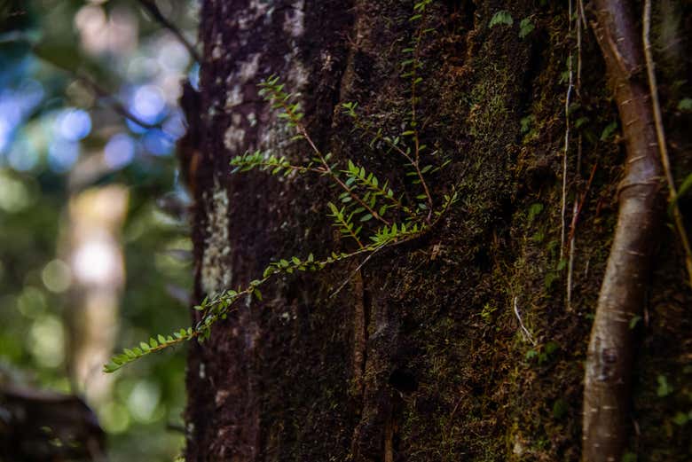 Check out the vegetation!