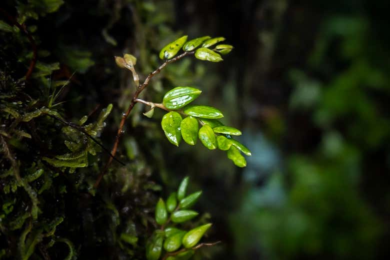 Un detalle de una planta del bosque por la noche