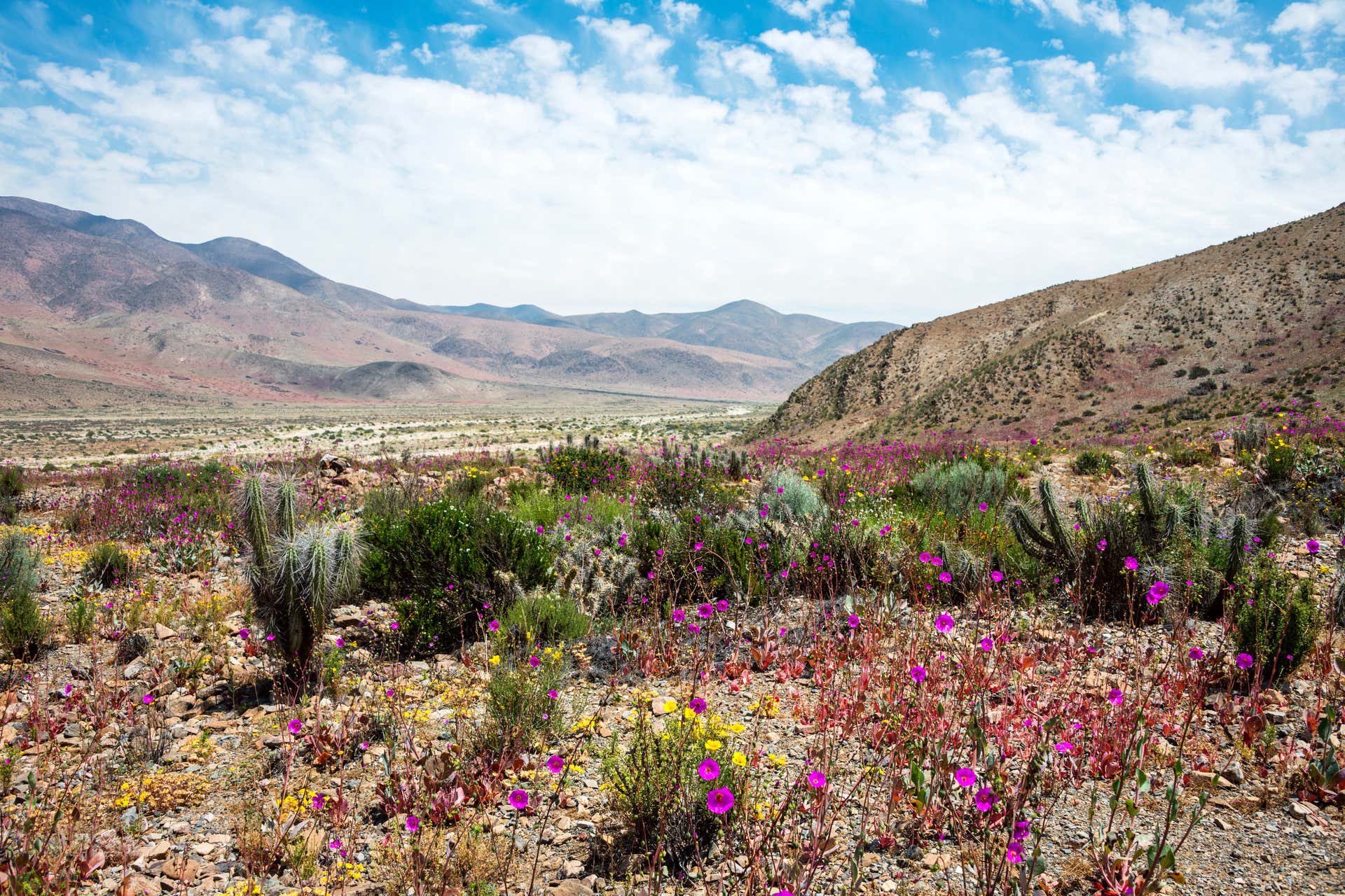 Desierto De Atacama | lupon.gov.ph