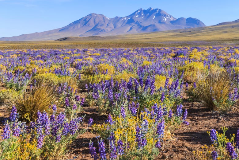 Veremos florecer las plantas en mitad del desierto