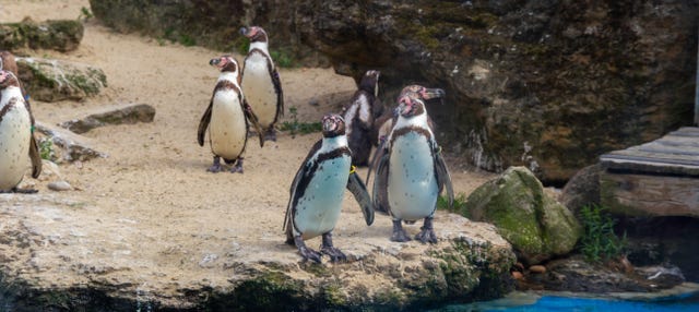 Excursión a la Reserva Nacional Pingüino de Humboldt