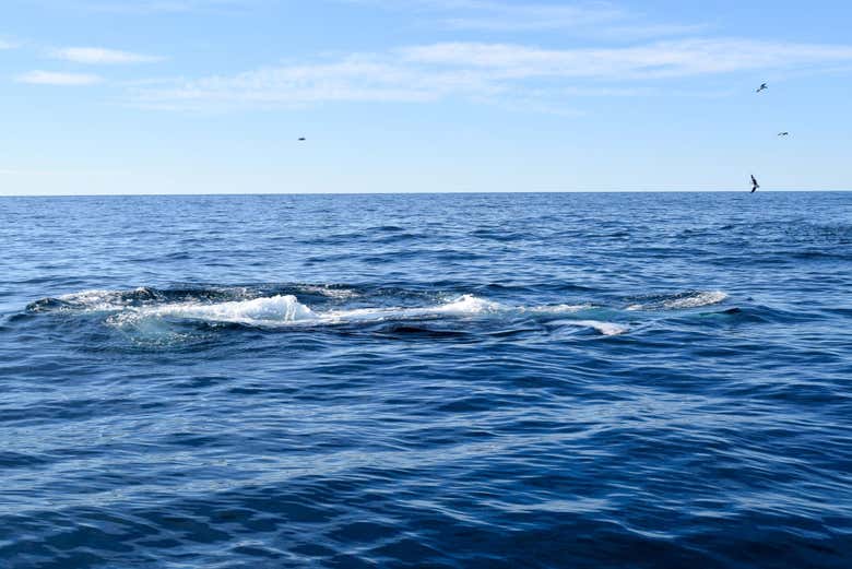 Una ballena nadando cerca de la superficie del mar