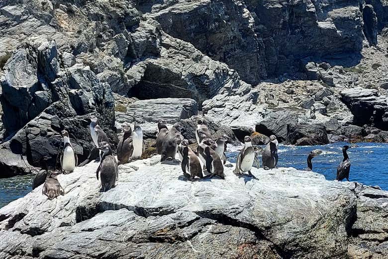 Discover the Humboldt penguins!