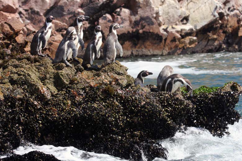 Colonie de pingouins de Humboldt sur l'île de Choros