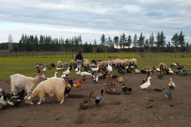 Animals on Las Almendras farm