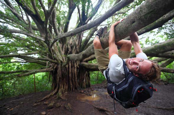 Tree Climbing in the Pica Oasis