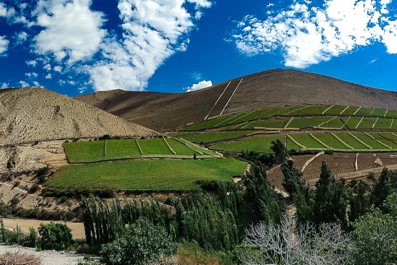 tour pisqueras valle del elqui