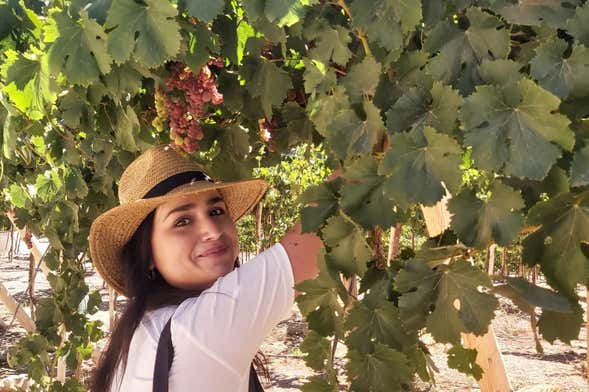 Tour por la región del pisco en Horcón y Alcohuaz