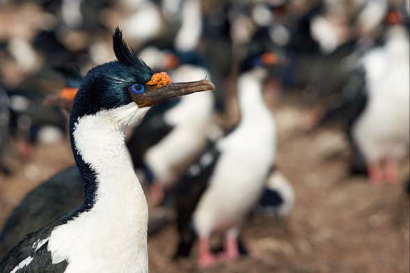 Maullín Tour + Birdwatching in Quenuir Bajo