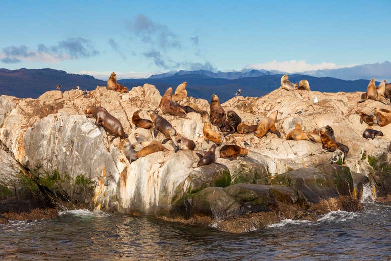 Sea lions in the Beagle Channel