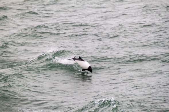 Dolphin Spotting in the Strait of Magellan