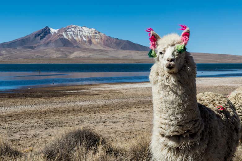 An Andean llama next to Chungará Lake