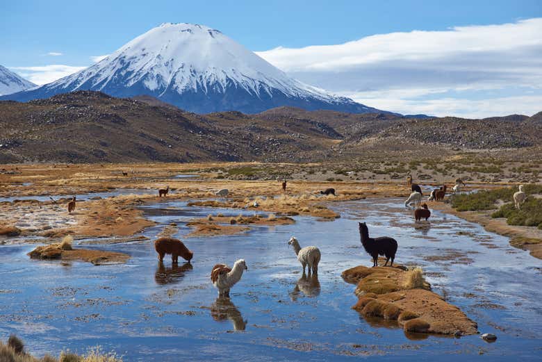 Scenery in the Lauca National Park