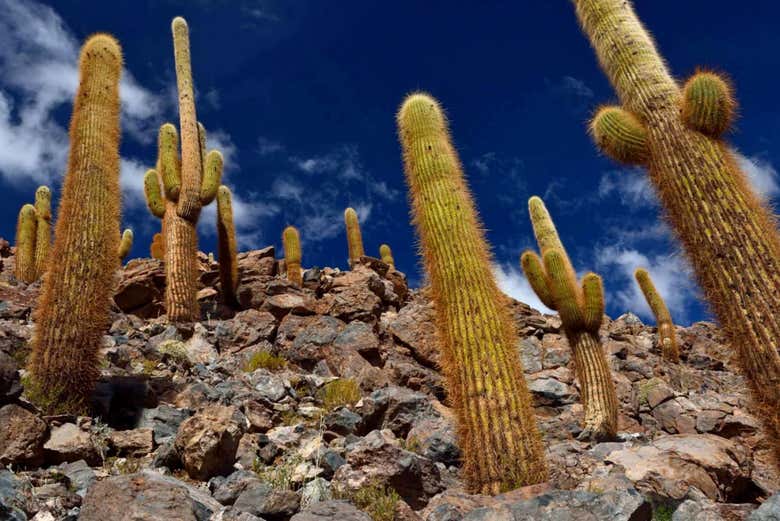 Los altos cactus milenarios de Purilibre