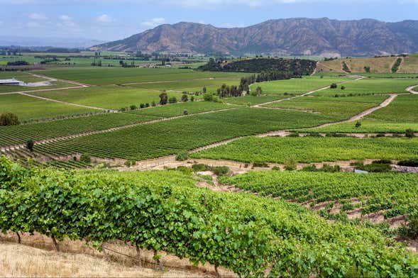 Excursión a las viñas del Valle de Colchagua