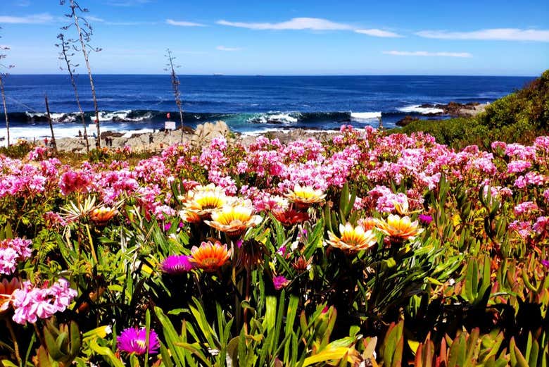 Flores en la costa de Isla Negra