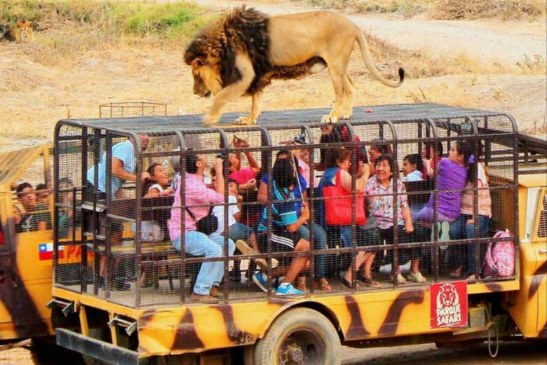 safari leones rancagua