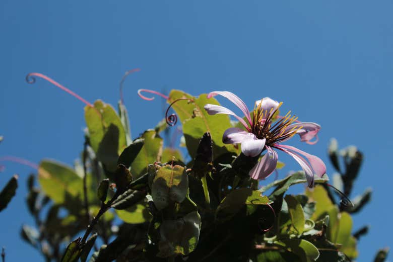 Uma paisagem repleta de natureza virgem