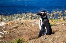 Cachagua Island Penguin Watching