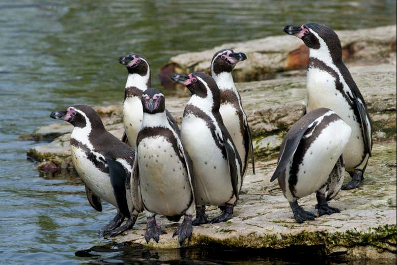 Humboldt penguins in Cachagua