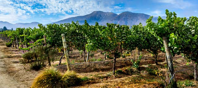 Casablanca Valley Vineyards & Wineries Private Tour from Valparaíso