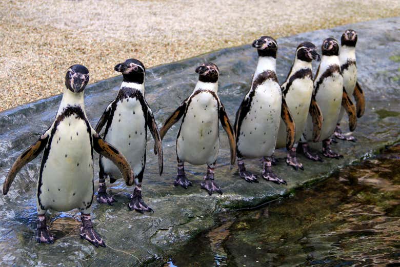 Pingüinos de Humboldt en la isla Cachagua