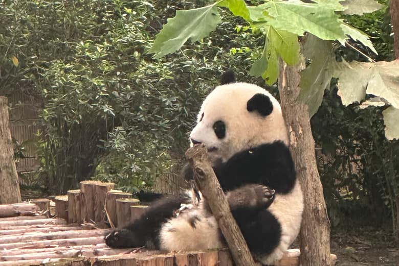 Un panda reposando la comida