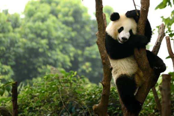 Tour privado por Chengdú y la Reserva de Pandas