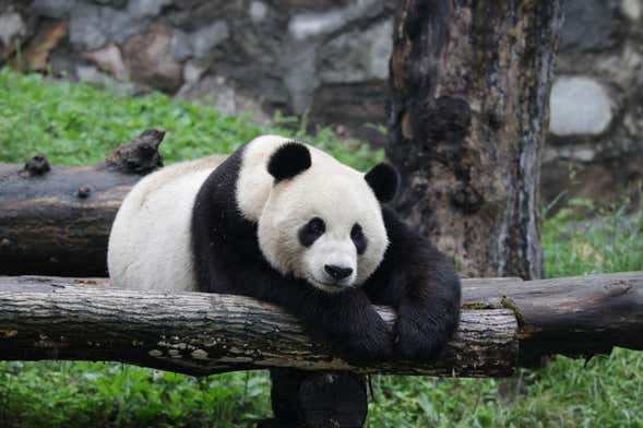 Voluntariado en la reserva de pandas de Dujiangyan