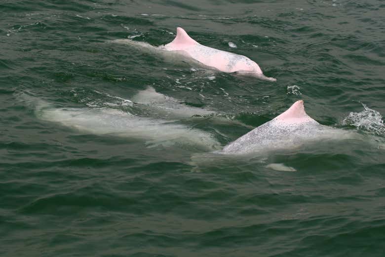 I famosi delfini rosa