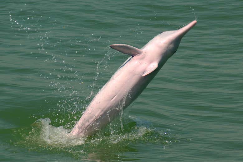 Un delfino rosa che salta