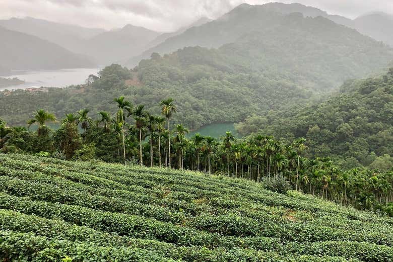 Enjoy the impressive views of tea gardens