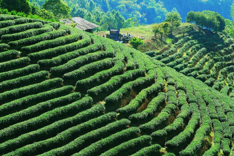 One of the tea plantation fields