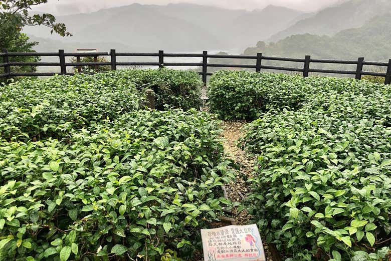 Gain direct access to tea plants in Maokong