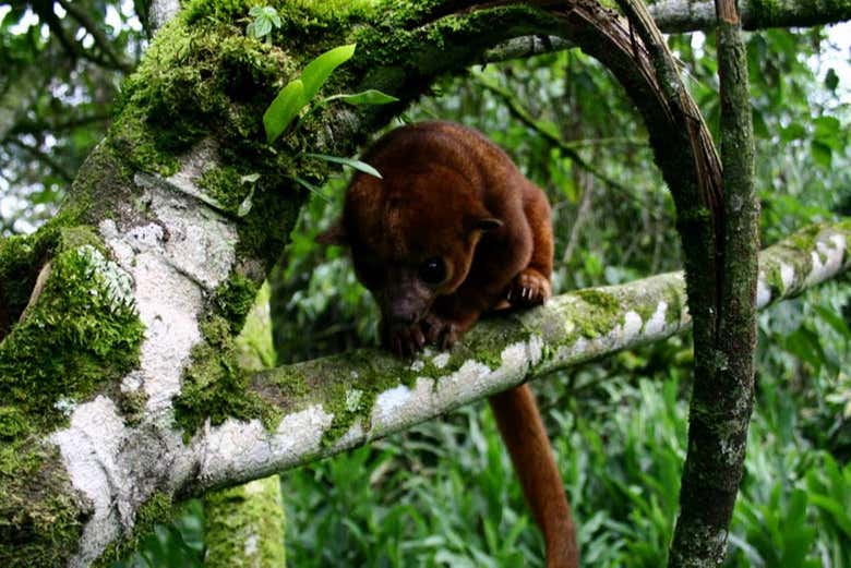 Wildlife at the Otún Quimbaya Flora and Fauna Sanctuary