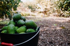 El Escobal Avocado Tour