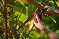 El Argel Farm Cacao Tour