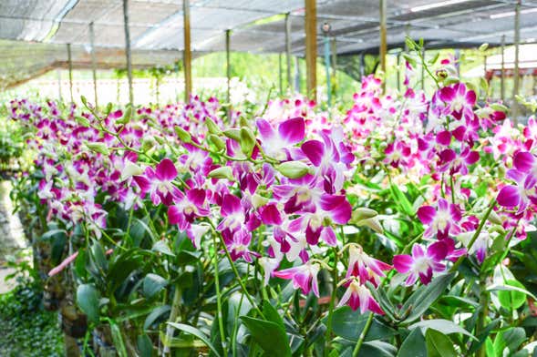 Orchid Farm Excursion