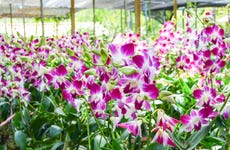 Orchid Farm Excursion