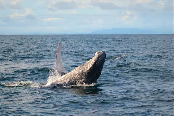 Whale Watching in Bahía Solano