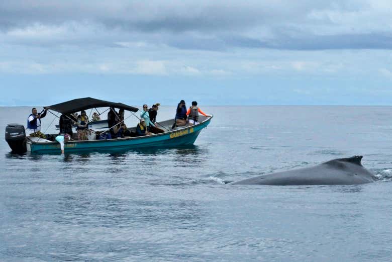 Avistamiento De Ballenas En Bahía Solano - Civitatis.com